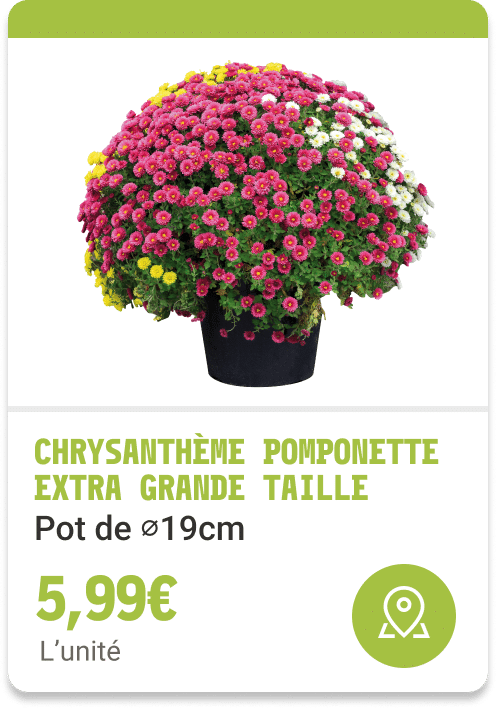 3- Chrysanthèmes pomponette extra grande taille